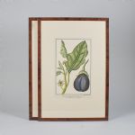 1515 4088 COLOR ETCHINGS